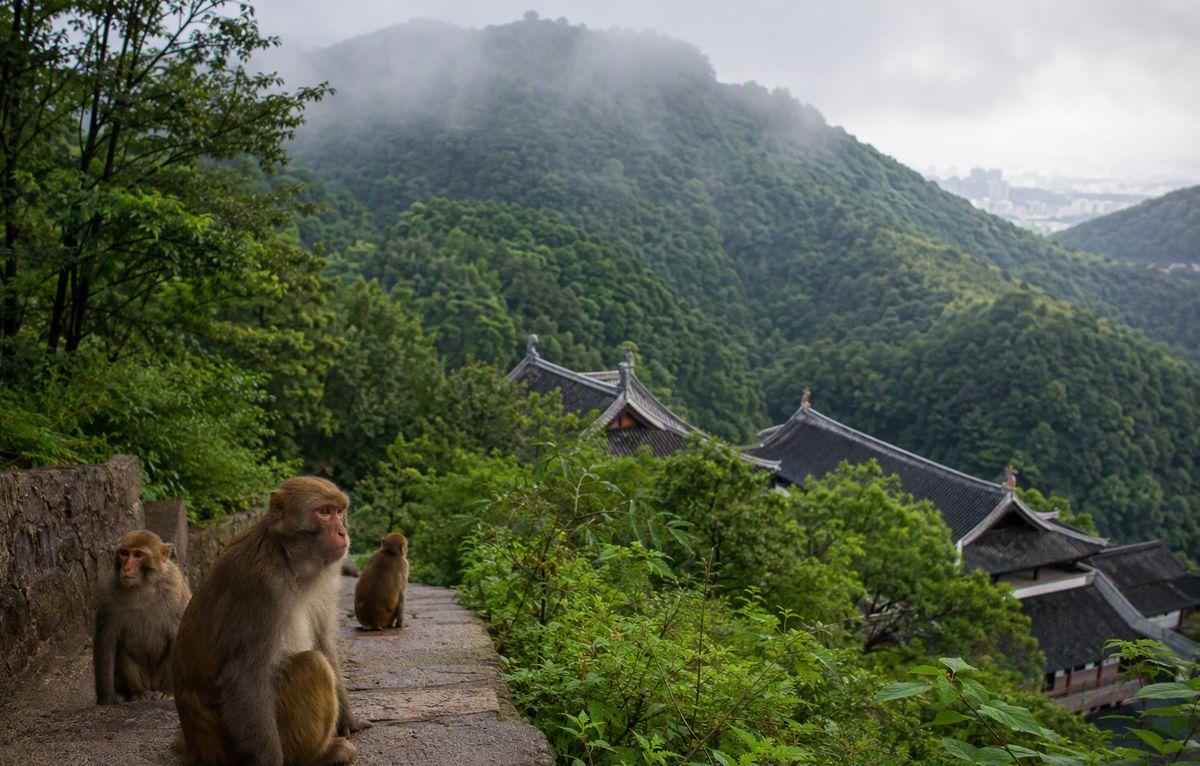 Wild macaques in Qianling Mountain Park