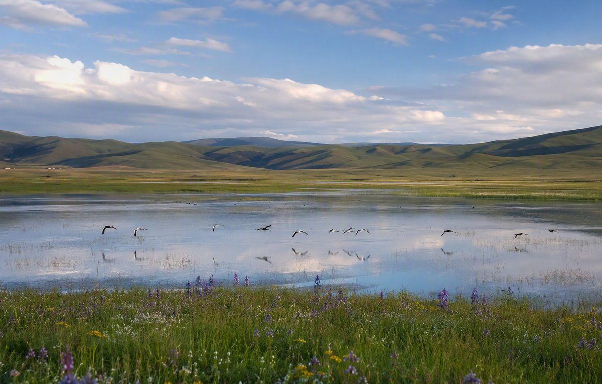 Waterbirds over Huahu Lake