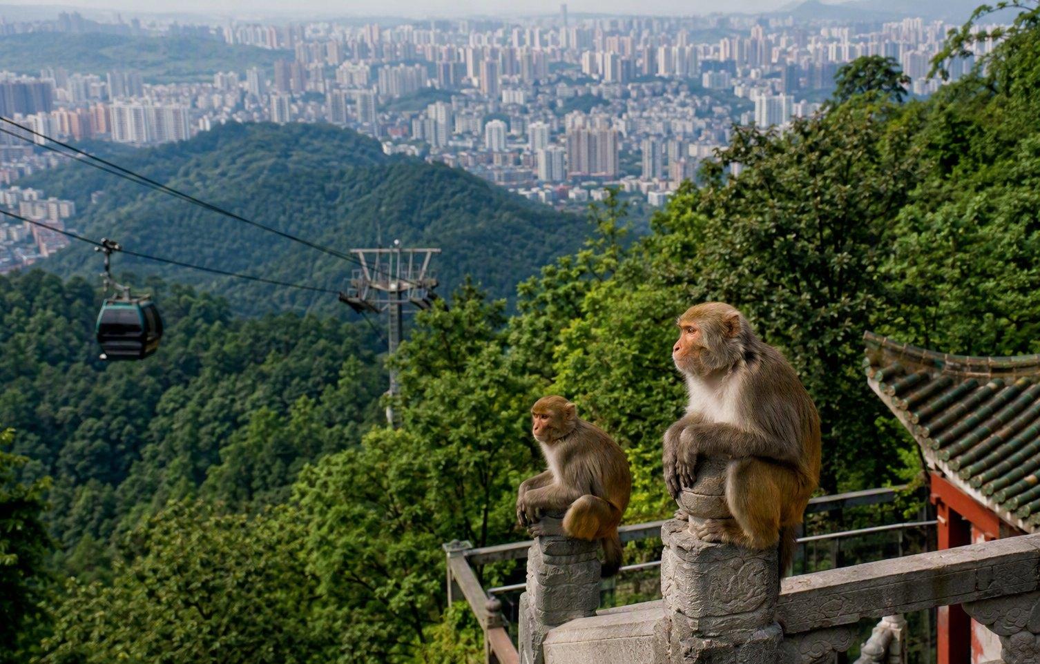 Macaques of Qianling Mountain