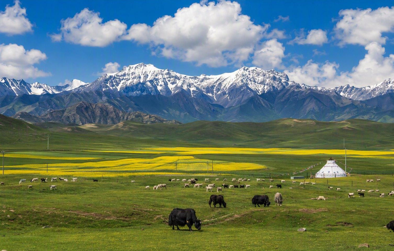 Qilian Mountain grassland